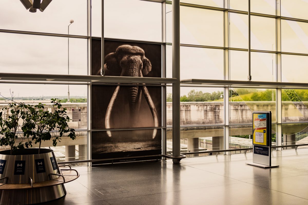 Emily Whitebread's 'The Ebbsfleet Elephant' installed at Ebbsfleet International train station. A large glass window is covered by an image depicting the Ebbsfleet Elephant.