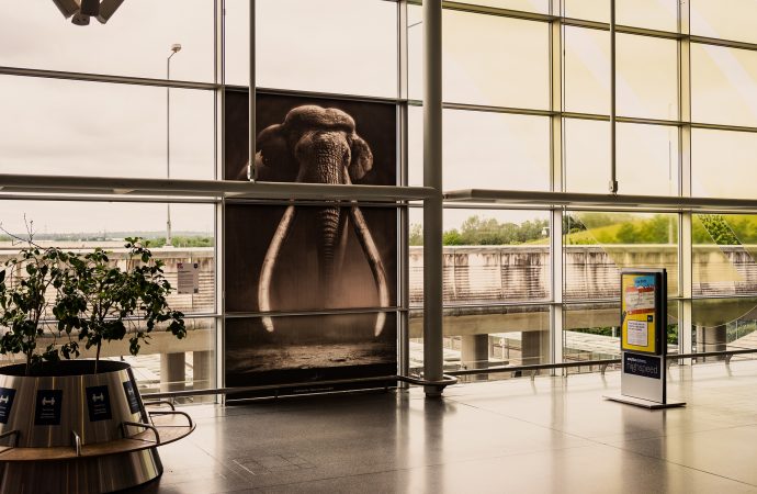 Emily Whitebread's 'The Ebbsfleet Elephant' installed at Ebbsfleet International train station. A large glass window is covered by an image depicting the Ebbsfleet Elephant.