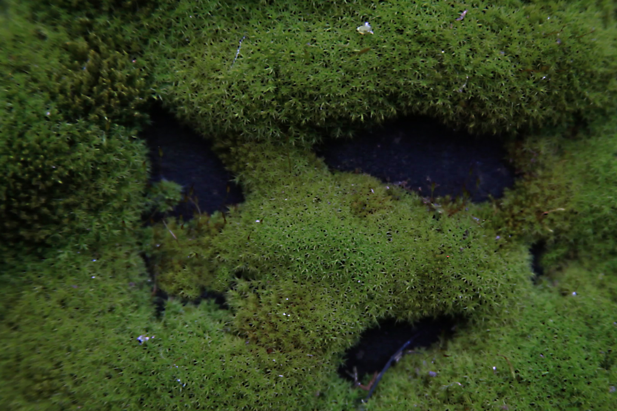 Lissener: Feral Practice & Esi Eshun